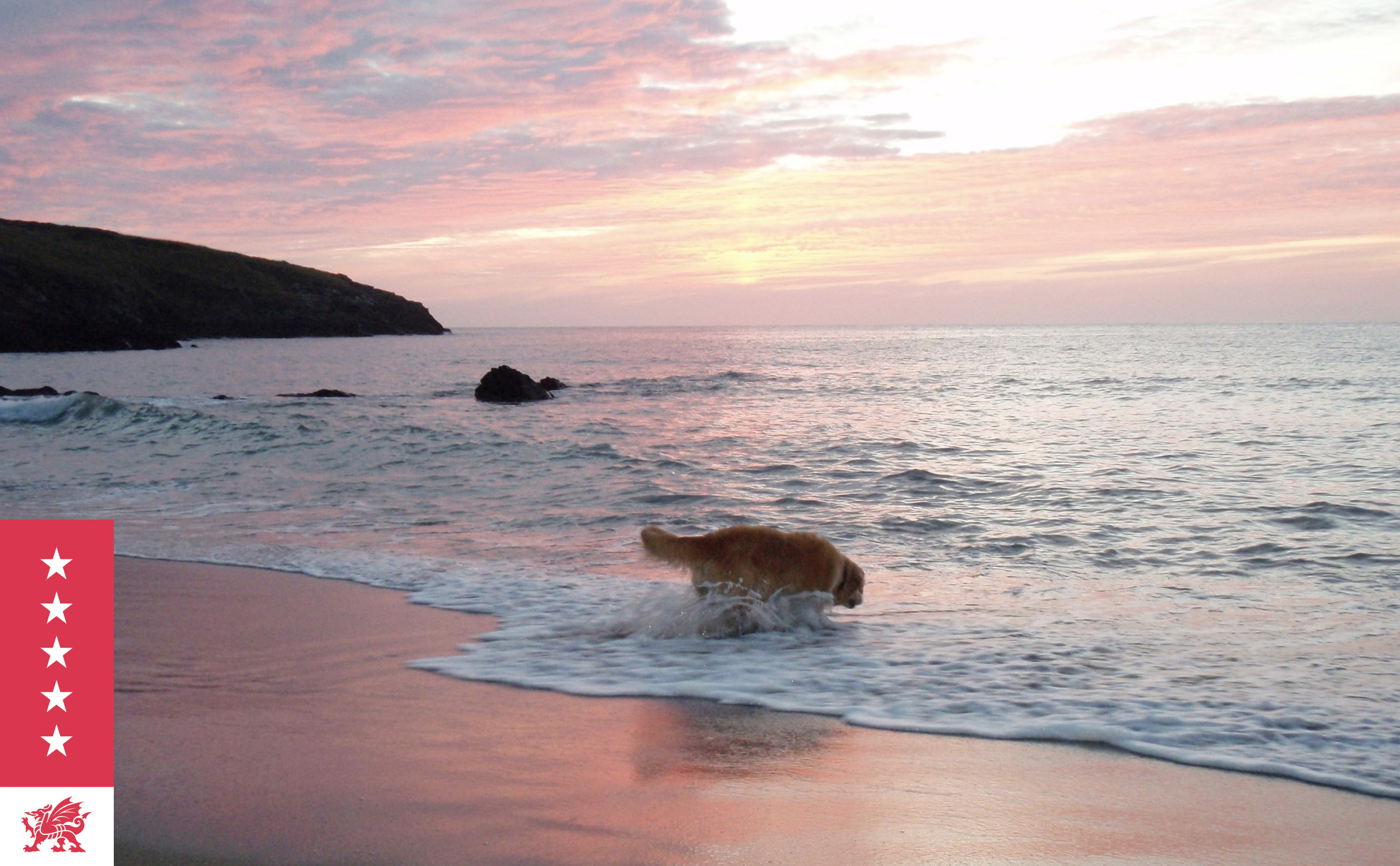 Dog paddling off the beach at sunset