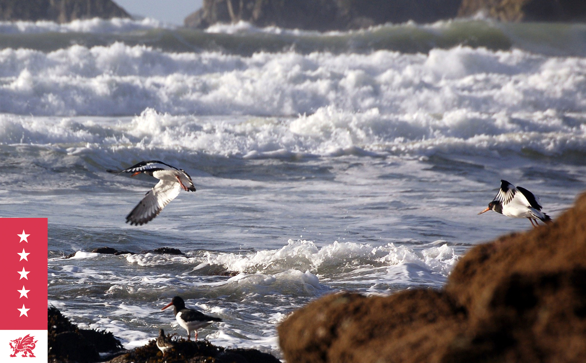 Seabirds take flight